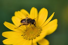Bernhard Saalfeld - DSC07273 -1.jpg